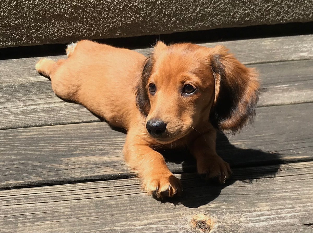 fidorover's tweet photo. @RDValerie I always let this fella decide. And the answer is always "Playtime and Treats." Honestly, I may just be a maroon (Bugs Bunny reference) but throwing his toys in the backyard and watching him chase them down and bring them back just never gets old to me. Such wonderful simplicity. https://t.co/4i9X6Aqt8w