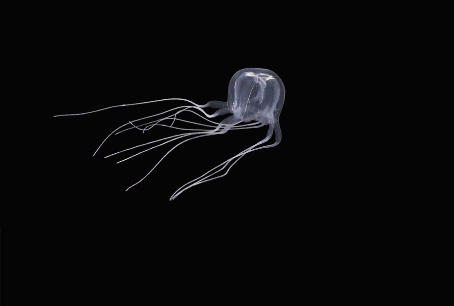 China Daily on Twitter "HongKong scientists have discovered a new species of box jellyfish