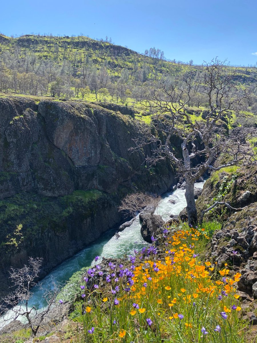Can you help us ID these native plants? 🌱
📍Seen on a bluff at Big Chico Creek by CalTrout Project Manager Holly Swan.

We are switching things up this week… instead of #watershedwednesday we bring you #wildflowerwednesday 💐 in celebration of #CANativePlantWeek!