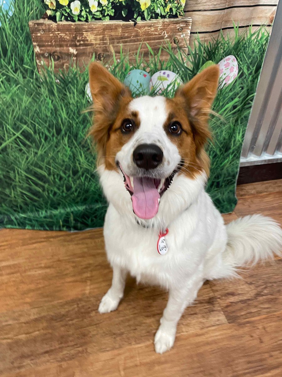 Aconite Even! tweet media