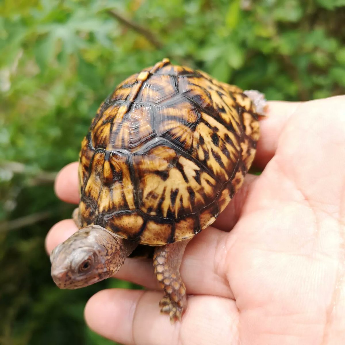 rhyme_world2's tweet image. 2022CB
このサイズで頭角を表すポテンシャル高い

#トウブハコガメ #Terrapenecarolinacarolina #EasternBoxTurtle