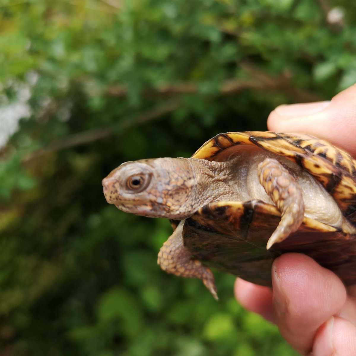 rhyme_world2's tweet image. 2022CB
このサイズで頭角を表すポテンシャル高い

#トウブハコガメ #Terrapenecarolinacarolina #EasternBoxTurtle