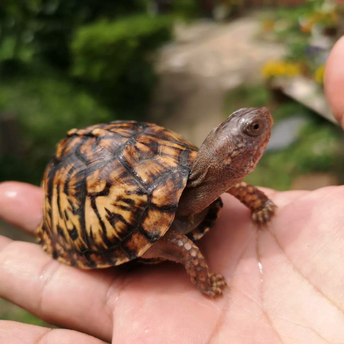 rhyme_world2's tweet image. 2022CB
このサイズで頭角を表すポテンシャル高い

#トウブハコガメ #Terrapenecarolinacarolina #EasternBoxTurtle