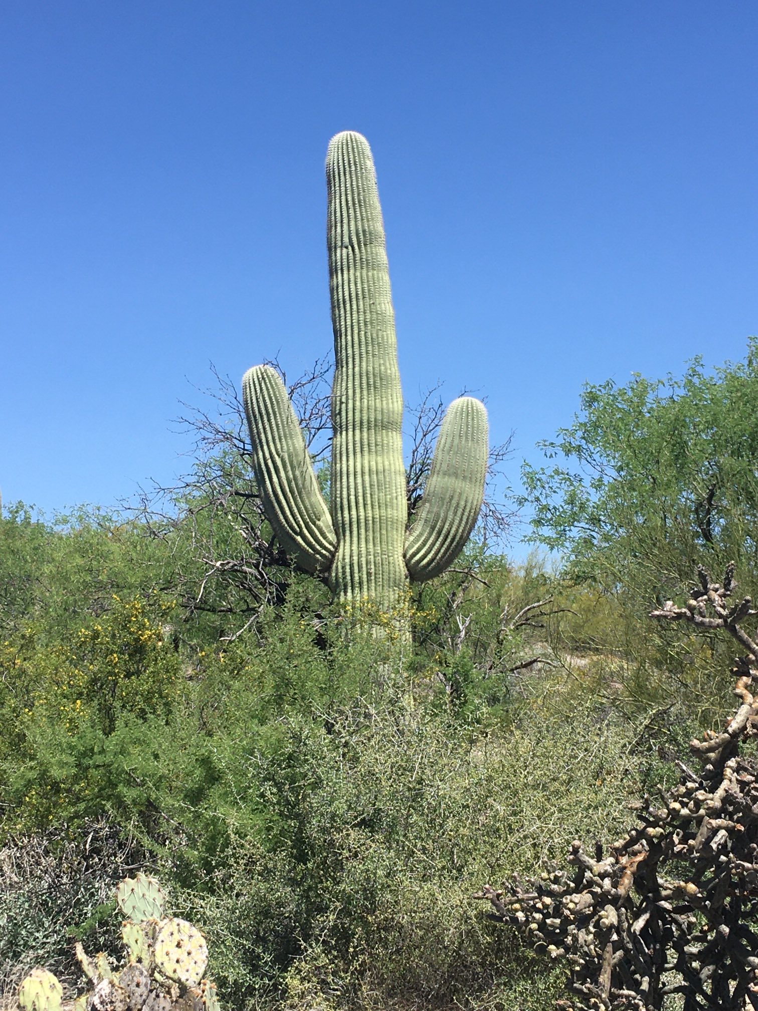 Saguaro - Wikipedia