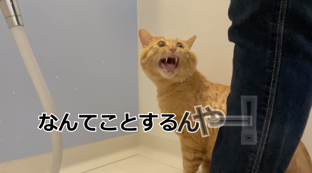 kintaojichama's tweet photo. お気に入りショット😸

#にゃろめっこ
＃トラ猫 https://t.co/dMqpQwZODc