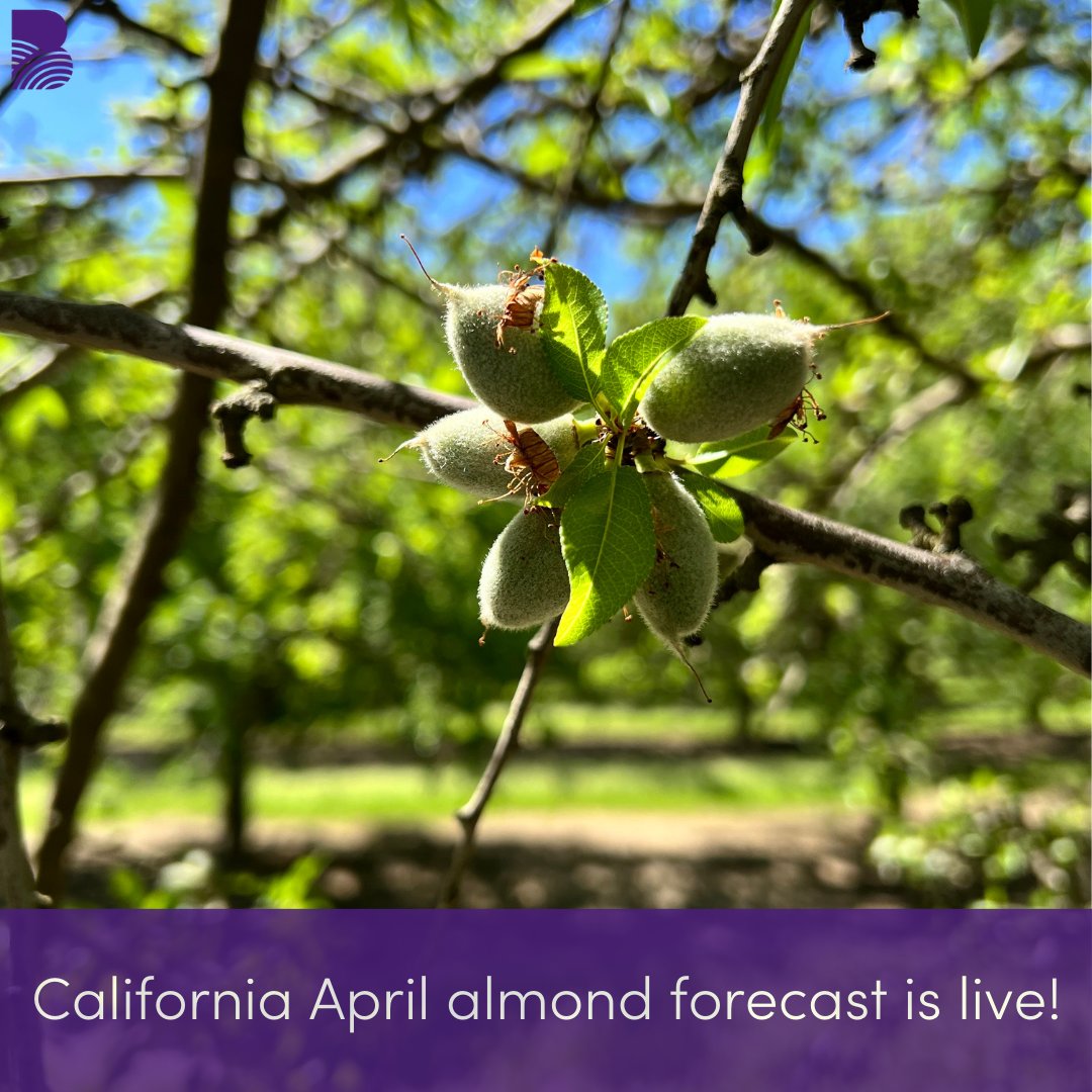 Our California April almond forecast is now live on the platform! app.bountiful.ag/agriculture/yi… View yield, bearing acres, production range and top drivers. #almonds #california #forecast #farming #agtwitter