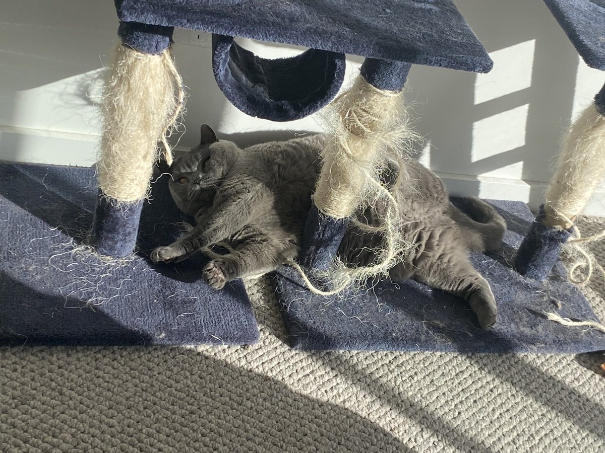 CTPuzzlePieces's tweet photo. Priscilla showed her โpawlitical discontent โ about her favourite human being away for two days at the natsec conference last week #destroyed #timecleanse https://t.co/DewvXOLyY0