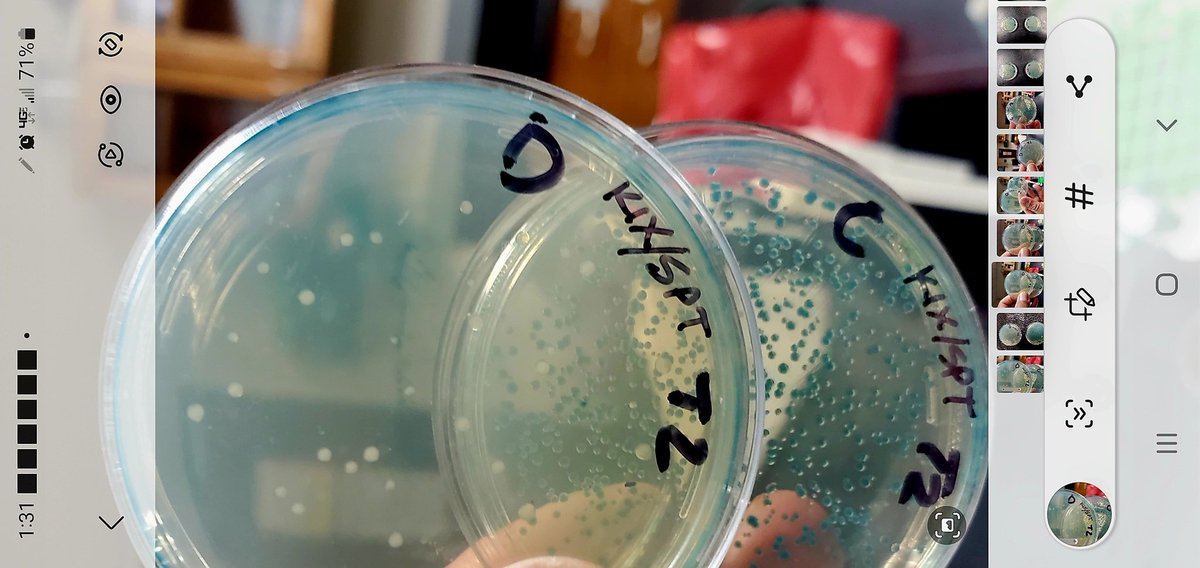 BiologueLab's tweet photo. We did it! We successfully knocked out the LacZ gene in bacteria simulating CRISPR gene editing. The white bacteria colonies indicate that the LacZ gene is knocked out.
#STEM #SCIENCE #geneediting #CRISPR https://t.co/kkAR6iWN5t