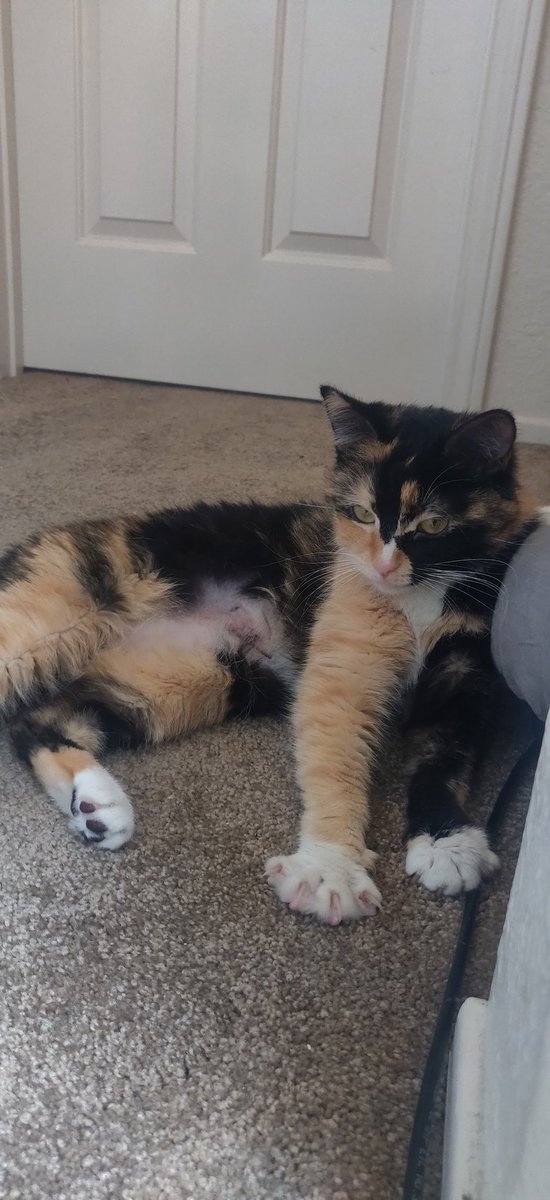 ConnorJC tweet media