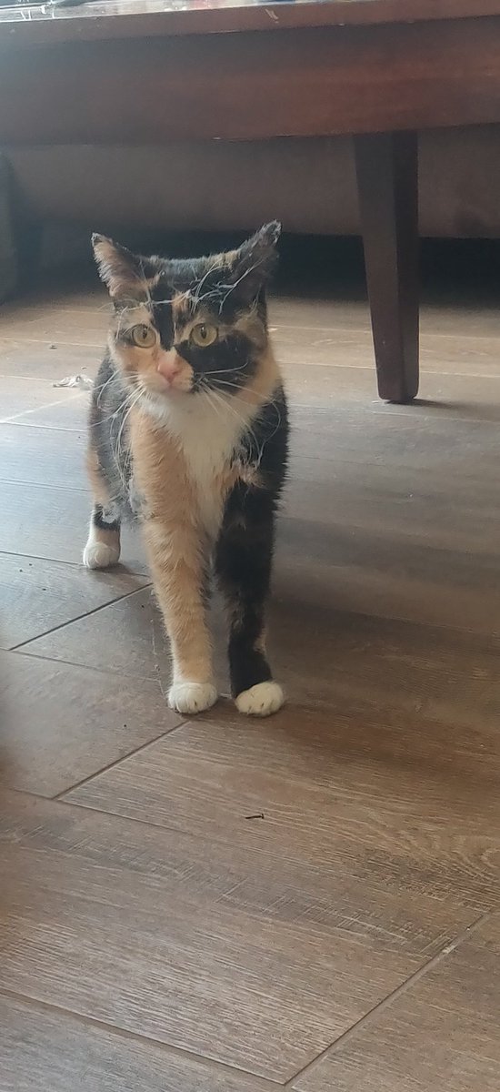 ConnorJC tweet media