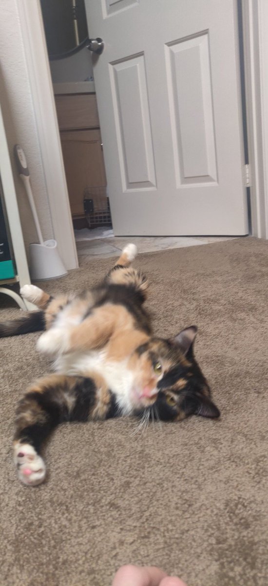 ConnorJC tweet media