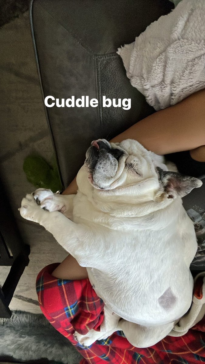 MiaYim's tweet photo. 71 pounds of love.
#PrincessJolene #EnglishBulldog https://t.co/I8hMkLW42e