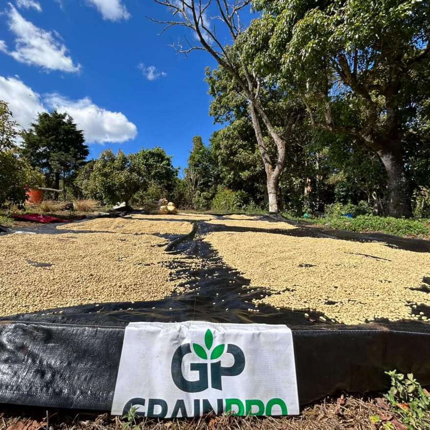 grainproinc's tweet photo. "Quality is important to me and GrainPro helps me achieve it!"

As 3rd generation #coffee producers in Guatemala, La Guira de Parga farm brings only the finest quality as they introduce their brand Don Alfredo, Cafe de Herencia. ☕❤️

#guatemalacoffee #specialtycoffee #grainpro https://t.co/e4b5azSnBD