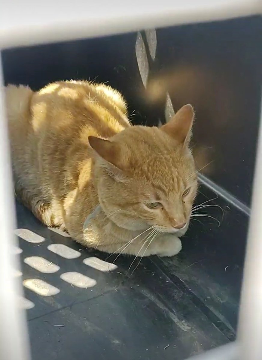 Se rescató 🚒 a un gatito que se encontraba atrapado en un árbol en la Col San Manuel, buscamos a su familia, está resguardado y lleva un collar azul 💙, si lo reconoces o sabes si lo están buscando por favor contáctanos vía WhatsApp al 2224605986 🐾