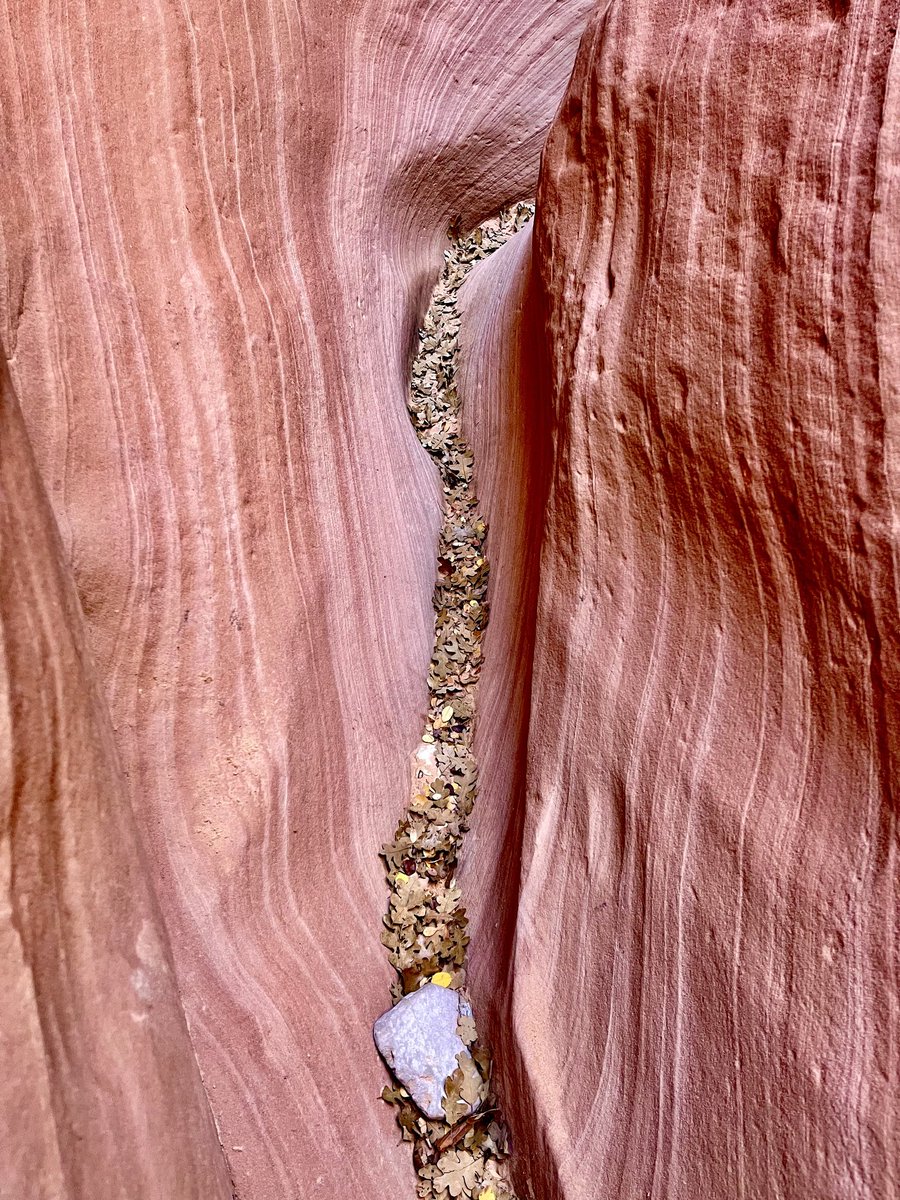 myzionvacation's tweet photo. Elkheart Slot Canyon! Definitely something to check out during your Southern Utah vacation!
Read all all about it at https://t.co/D2FedBAfsV
#myzionvacation #adventureblog #slotcanyon #redrocks #visitsouthernutah https://t.co/L2svQefdL3