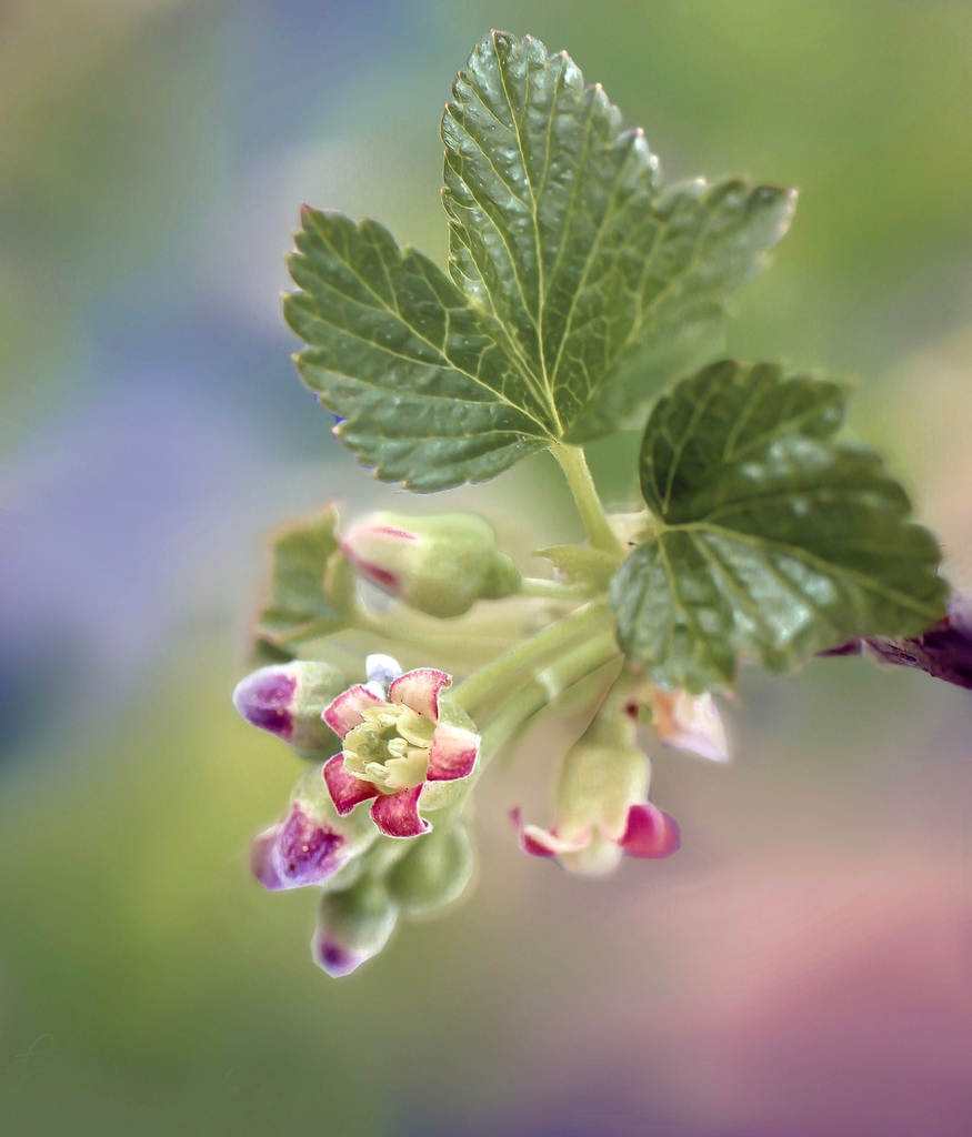 Cassis flowers are pretty, but we think the berries are better! 😋​​​​​​​​​.
.
.
 #lebongarcon #caramel #treatyourself #locallymade #wildviolet