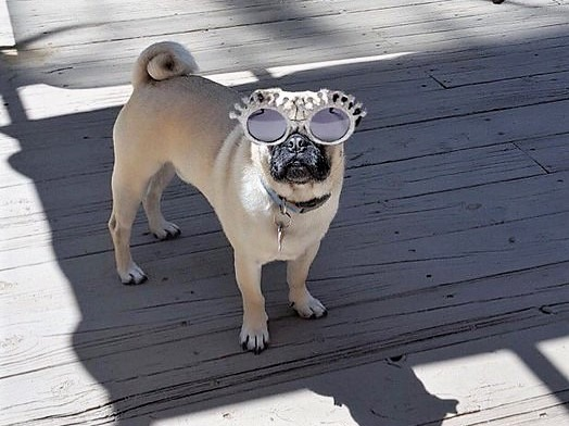 A4:  Elton John?   
 #pugtalk