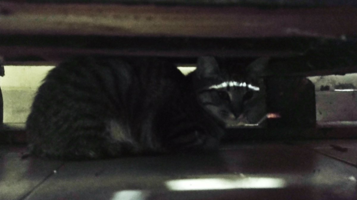 🔴🔴🔴URGENTE🔴🔴🔴
Acabo de encontrar una gatita bebé
NO PUEDO TENERLA PORQUE MI GATA LA QUIERE ATACAR!!!! 
NECESITO ENCONTRAR TRANSITO PARA HOY, PUEDO LLEVARLA, AYUDO A BUSCARLE CASA, ESTÁ EN MI PATIO PERO EN LA NOCHE VA A HACER FRÍO!! 
MI NÚMERO ES 2616213717