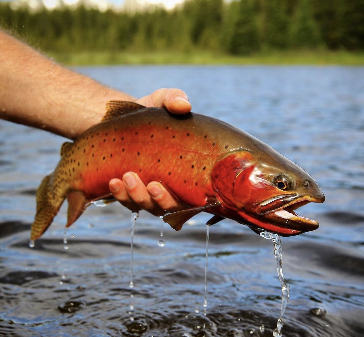 repyourwater's tweet image. As things start to thaw in the high country, we're looking forward to reconnecting with the beautiful and colorful cutthroat found in our high mountain lakes!

#RepYourWater #FishExploreConserve #FlyFishing #Explore #fishing #flyfish