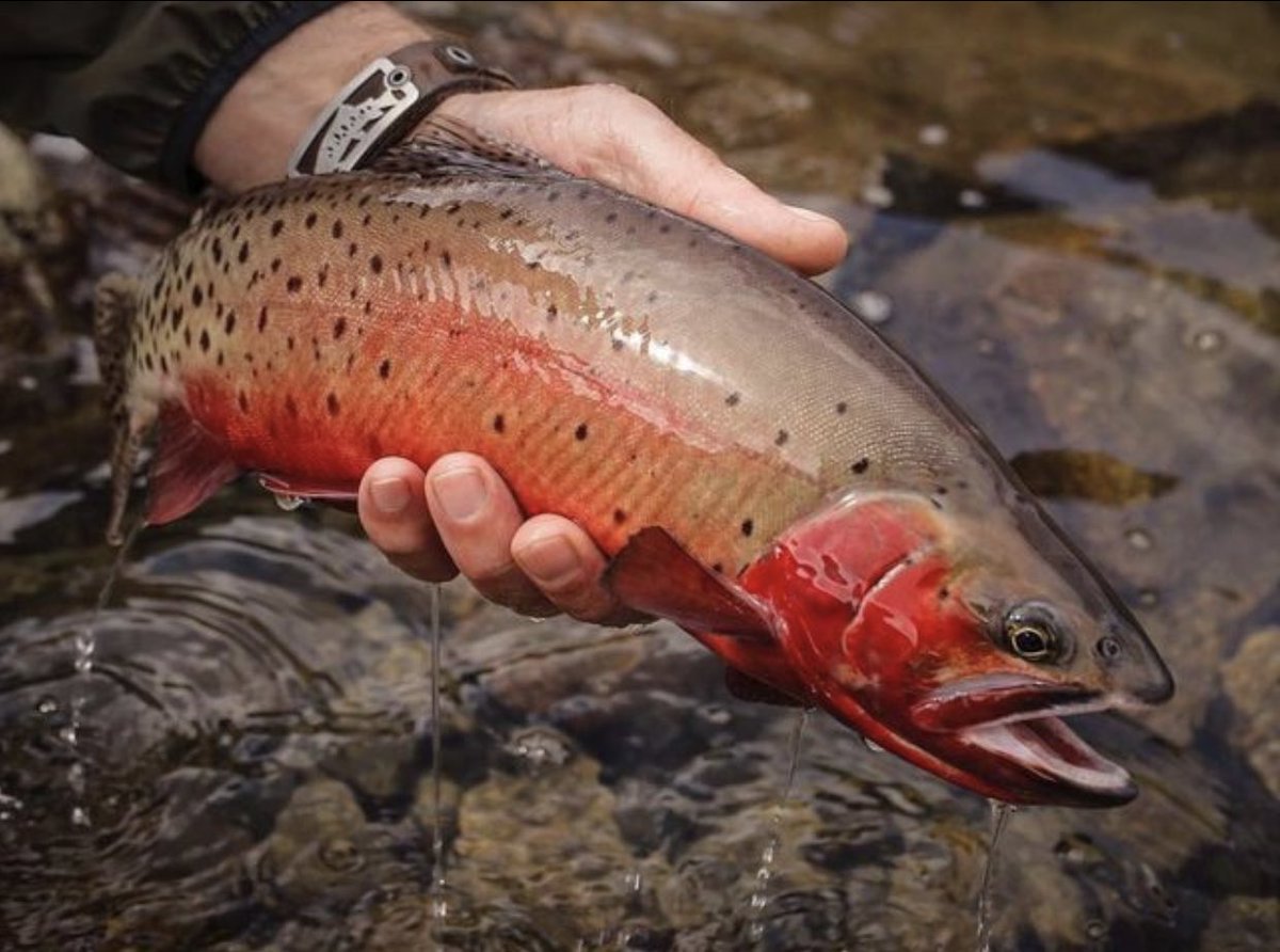 repyourwater's tweet image. As things start to thaw in the high country, we're looking forward to reconnecting with the beautiful and colorful cutthroat found in our high mountain lakes!

#RepYourWater #FishExploreConserve #FlyFishing #Explore #fishing #flyfish