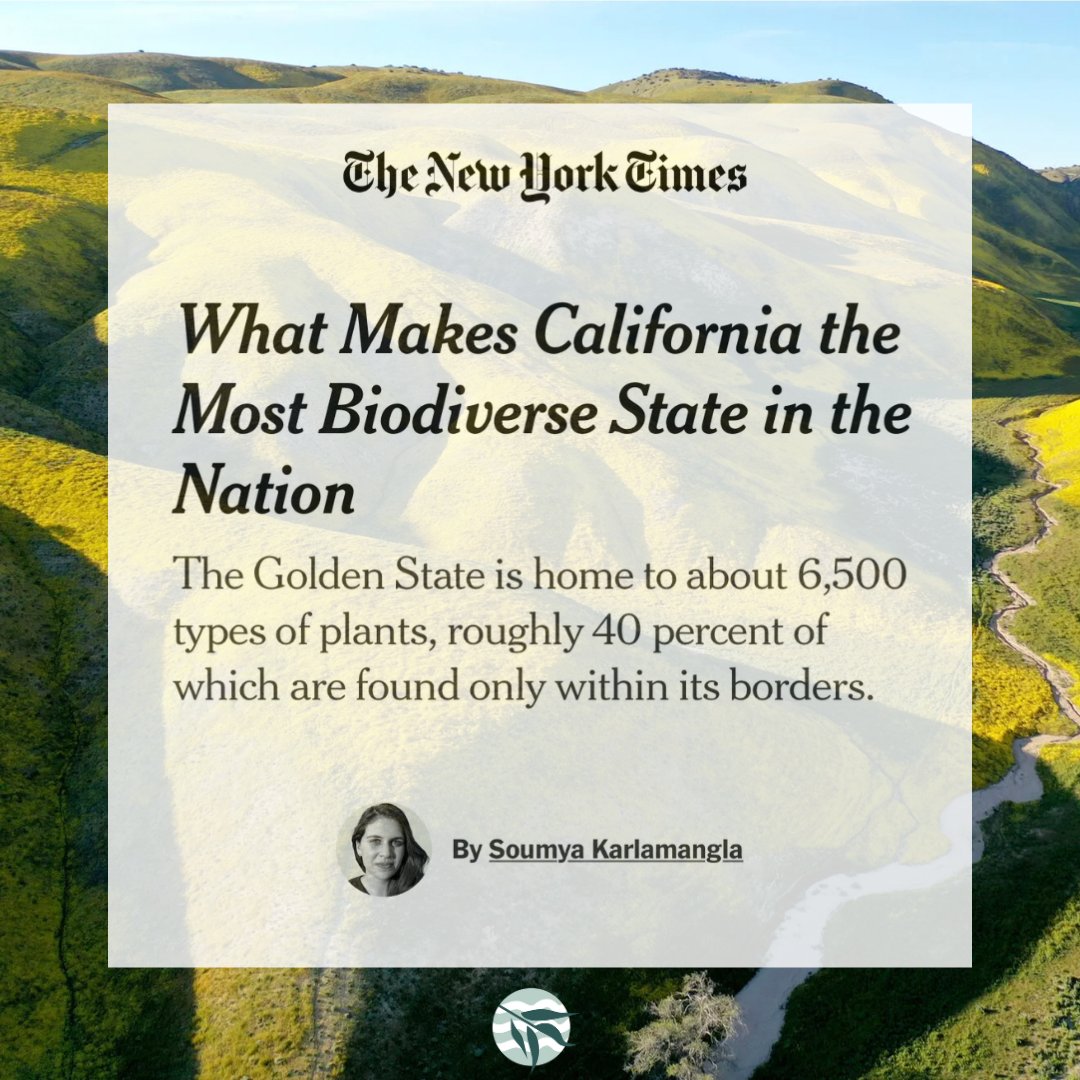 sausal_creek's tweet photo. Why we do what we do! #EarthDay and every day. California has such unique flora that's worth protecting—like the endangered pallid manzanita in our own #SausalCreek Watershed.
https://t.co/q5hD3n32ac
@skarlamangla @nytimes https://t.co/BjBGU5IIFD