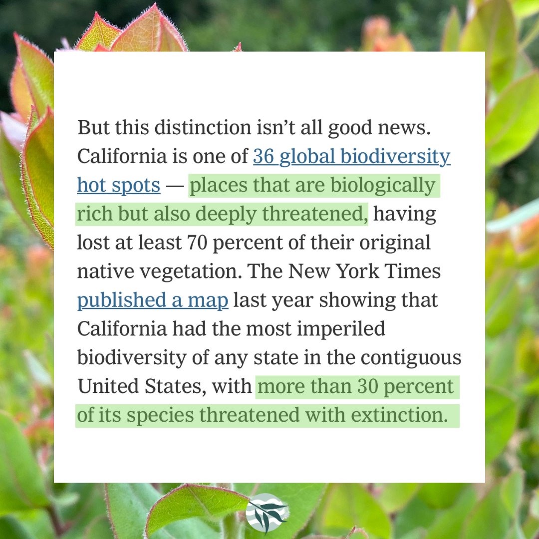sausal_creek's tweet photo. Why we do what we do! #EarthDay and every day. California has such unique flora that's worth protecting—like the endangered pallid manzanita in our own #SausalCreek Watershed.
https://t.co/q5hD3n32ac
@skarlamangla @nytimes https://t.co/BjBGU5IIFD