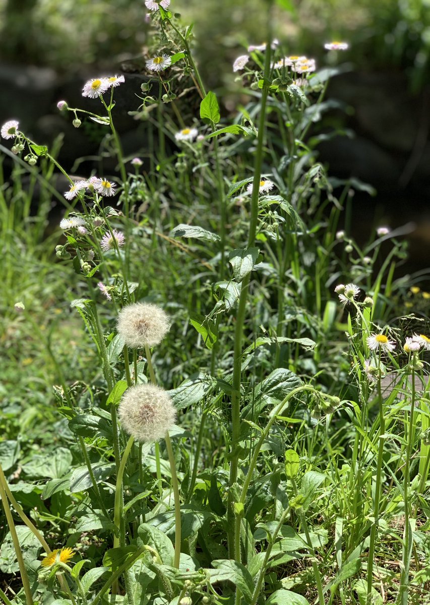 SuzukiDt's tweet photo. ☀️ #watage , #shaga 
#綿毛 #一之江境川親水公園 #射干 #シャガ . https://t.co/QTY70pt3A0