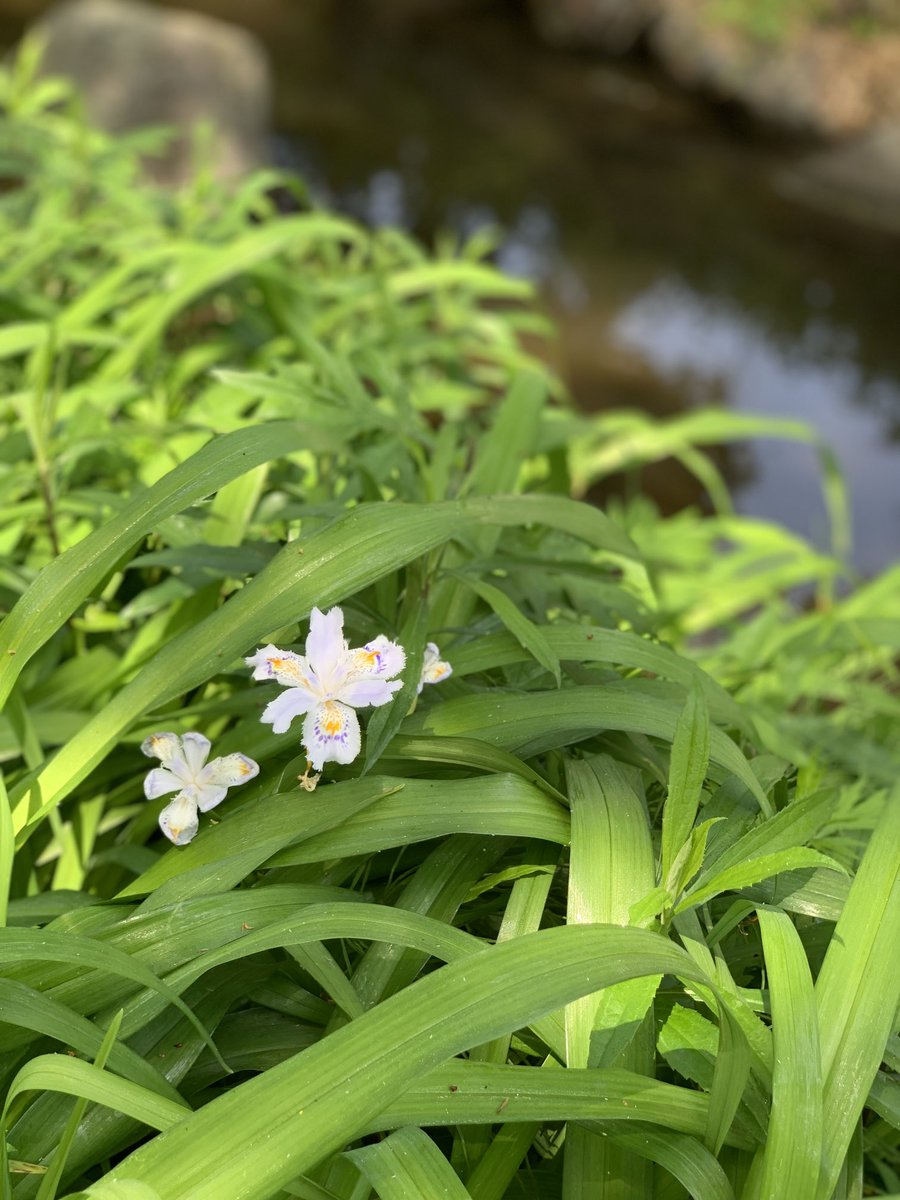 SuzukiDt's tweet photo. ☀️ #watage , #shaga 
#綿毛 #一之江境川親水公園 #射干 #シャガ . https://t.co/QTY70pt3A0