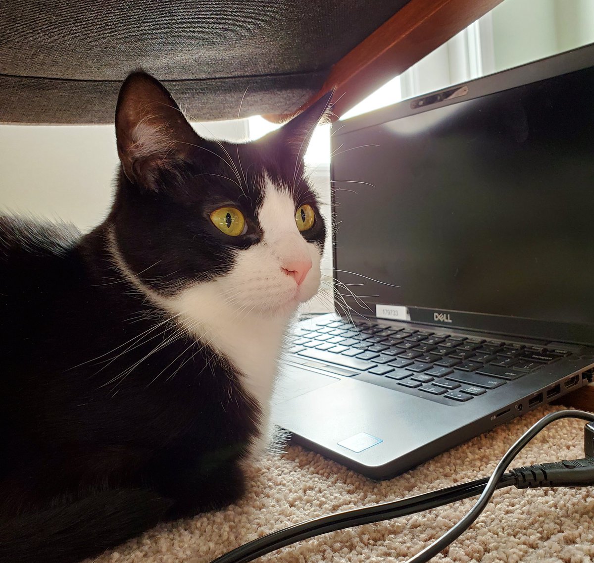 JacobPucci's tweet image. If this is indeed my last verified tweet, let's go out on a high note