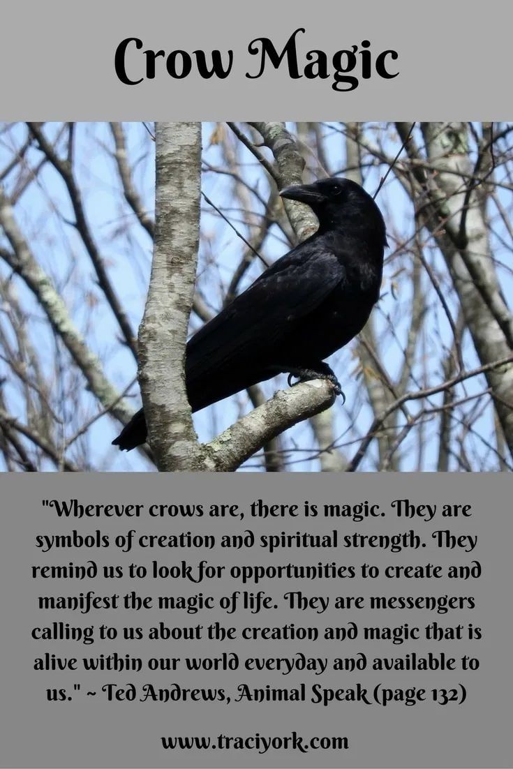 Pagan Panther Witches tweet media