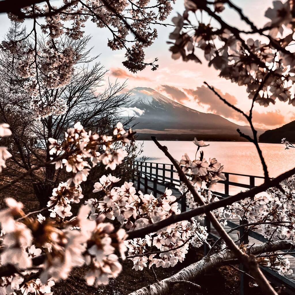 edwardallando's tweet photo. The rhythm of Fuji 🗻, Cherry Blossoms 🌸 and sunset 🌅 
🗾

#MountFuji #CherryBlossoms #Sunset #Japan #NaturalBeauty #RhythmOfNature #Tranquility #AweInspiring #Serenity #Breathtaking #LandscapePhotography https://t.co/0k0j7pPNFe https://t.co/vh8jbMq6RZ