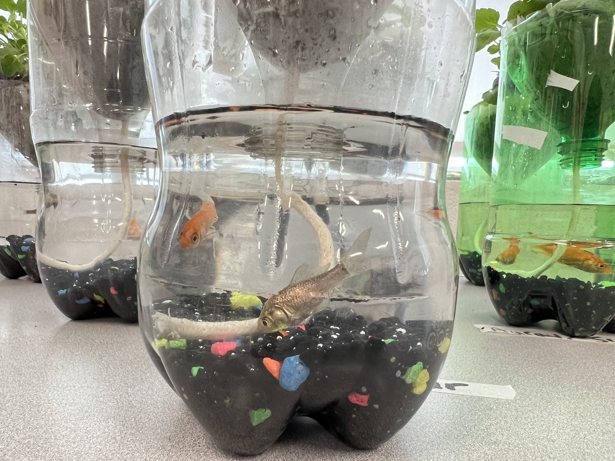 6B and 6/7 made eco columns today! We learned about the way that the fish and plants help each other to thrive. 

It’s awesome getting to be a part of these informative projects led by the amazing <a href="/ClaireZain/">Claire Zain</a> 

<a href="/TonyPontesPS/">Tony Pontes PS</a>