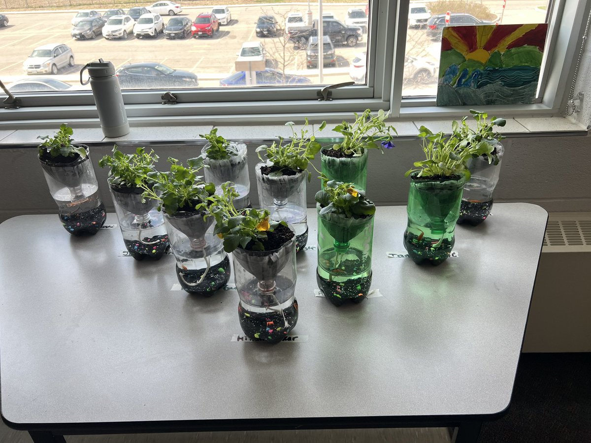 MmeKaur's tweet photo. 6B and 6/7 made eco columns today! We learned about the way that the fish and plants help each other to thrive. 

It’s awesome getting to be a part of these informative projects led by the amazing @ClaireZain 

@TonyPontesPS https://t.co/a4XOb9jpH6