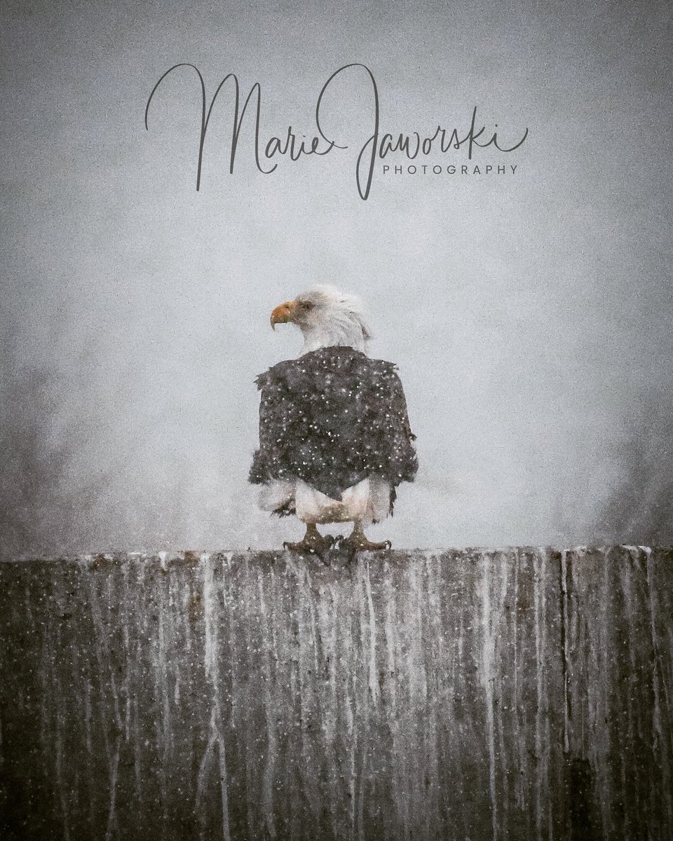 toothpick97's tweet photo. Bald Eagle in a Manitoba Spring Snowstorm.🦅 #Manitoba #springsnowstorm #TwitterNaturePhotography https://t.co/oAnjiznEK5