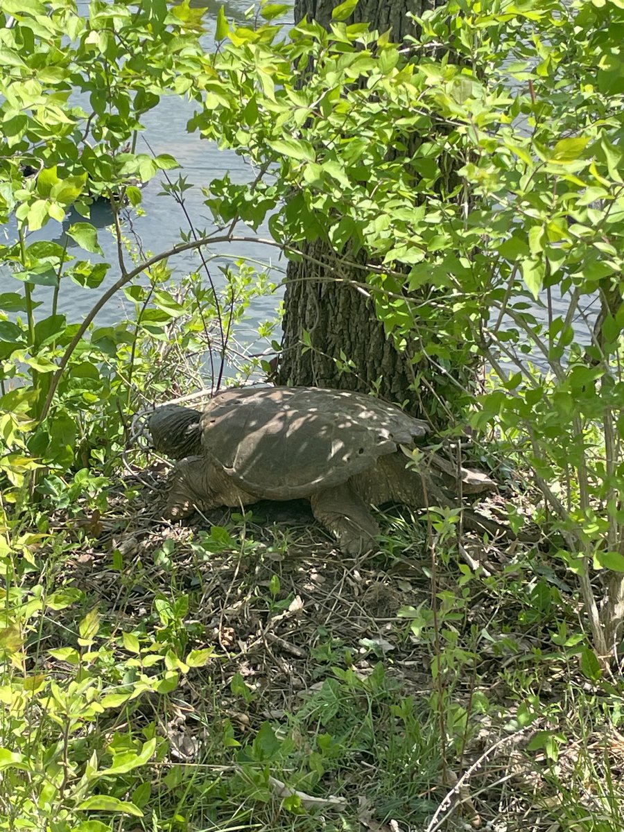PrinOutdoorEd's tweet photo. 5th graders @PrincipiaSchool are studying living systems with a special research focus on a particular, native species. We visited our savanna, ponds, and forests to better understand their habitats. 

#handsonlearning
#outdooreducation
#outdoorlearning https://t.co/QdstxuUA5D