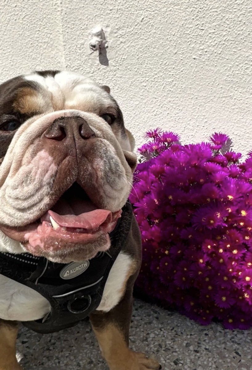 BeefThings's tweet image. FLOWERS