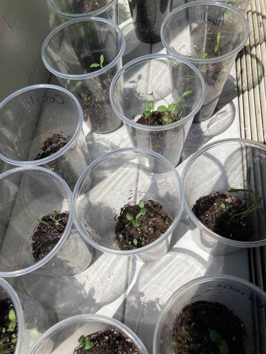 Kirsten Ross tweet media