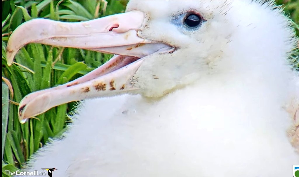 _agedas_'s tweet photo. カメラが寄ってる時にあくびしたからすかさず撮った。
#RoyalAlbatrossCam
#CornellLab
#インドア野鳥の会 https://t.co/4sTOFSQ5r2