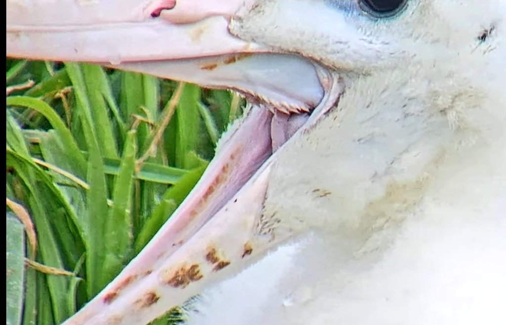 _agedas_'s tweet photo. カメラが寄ってる時にあくびしたからすかさず撮った。
#RoyalAlbatrossCam
#CornellLab
#インドア野鳥の会 https://t.co/4sTOFSQ5r2