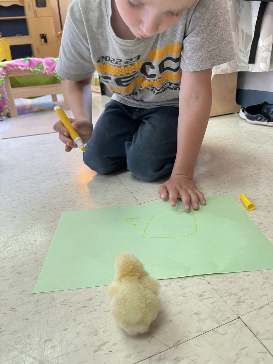 afunteacher's tweet image. Fun times with baby chicks #fecchornets #FultonProud