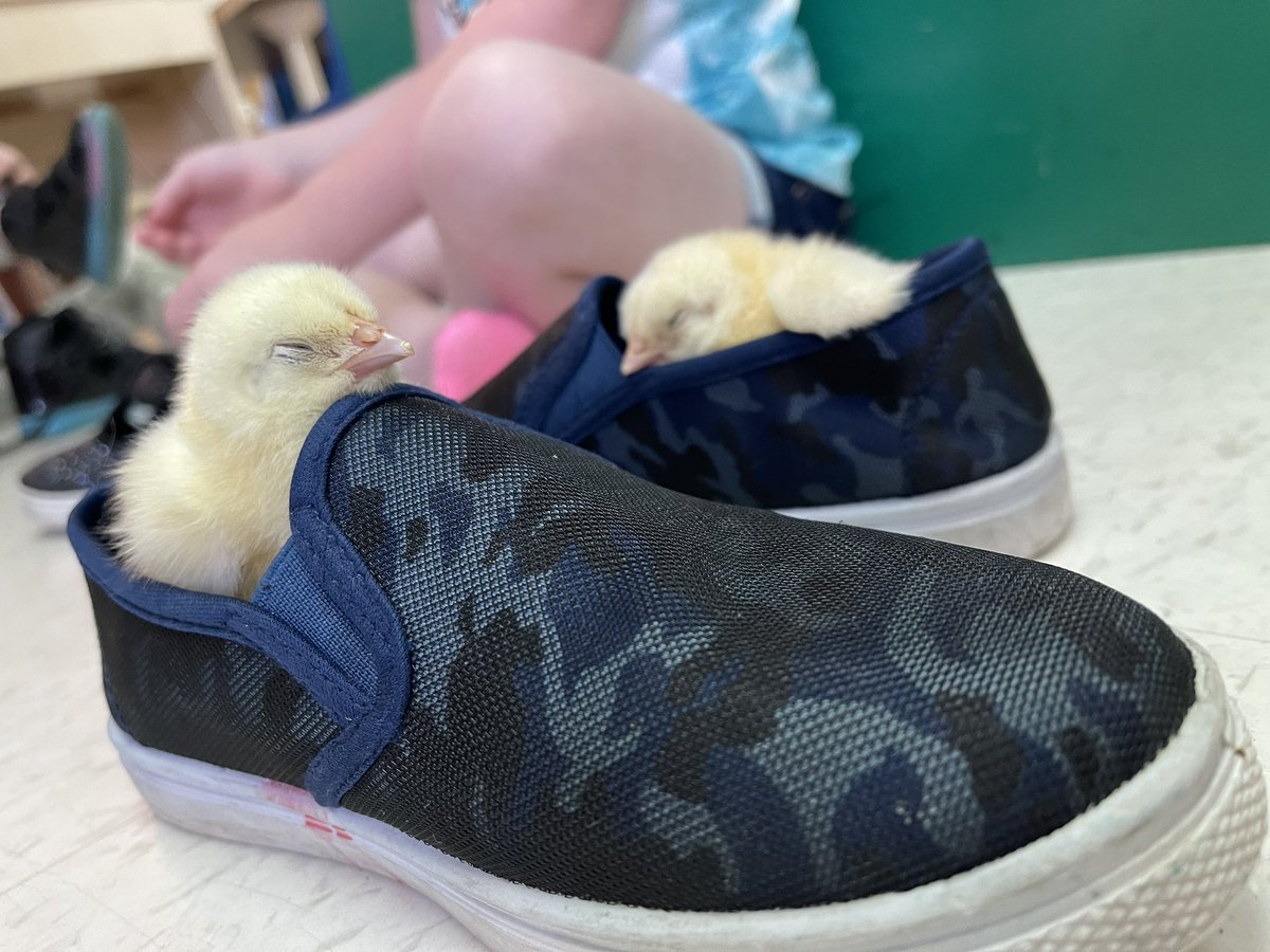 afunteacher's tweet image. Fun times with baby chicks #fecchornets #FultonProud