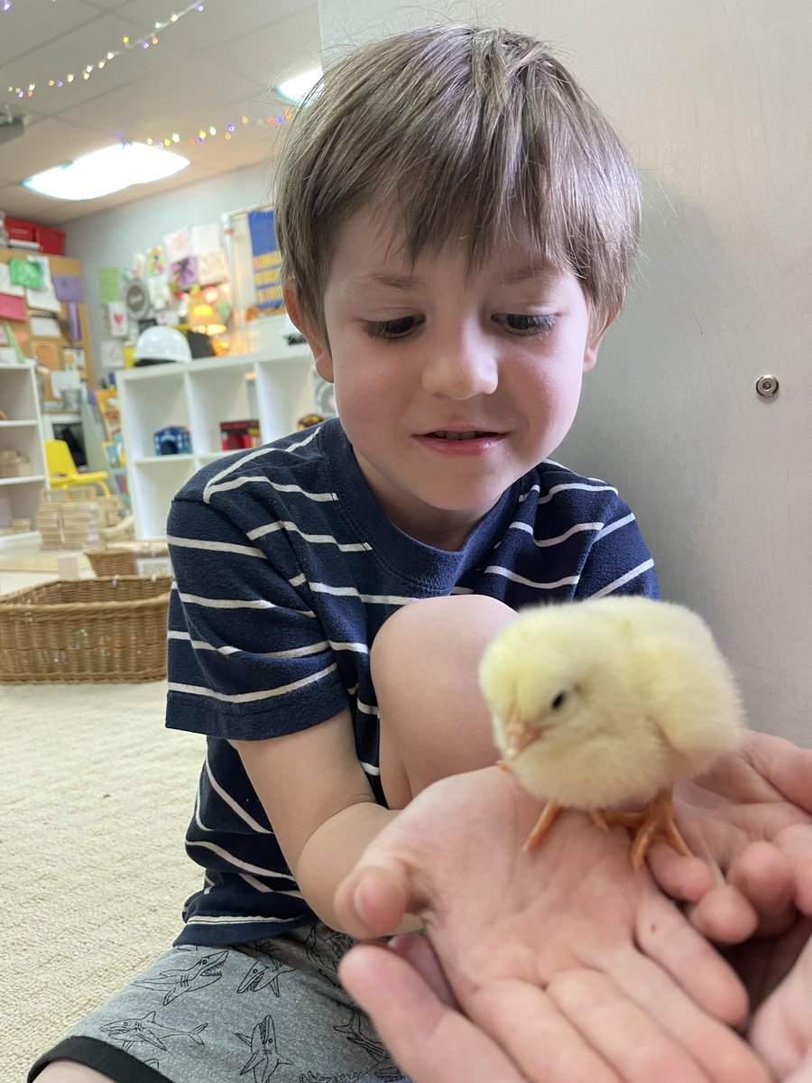 afunteacher's tweet image. Fun times with baby chicks #fecchornets #FultonProud