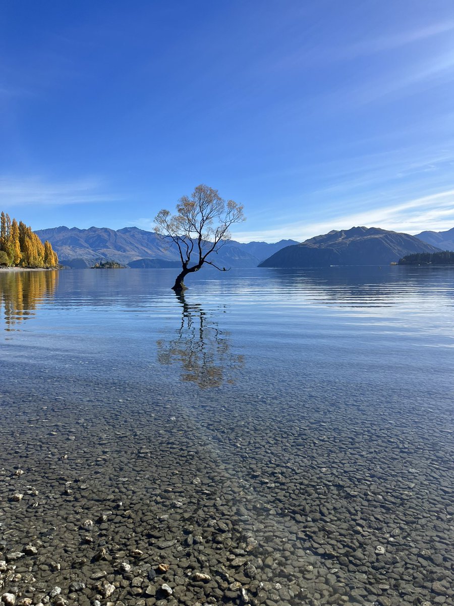 Wanaka Tree, NZ 📍