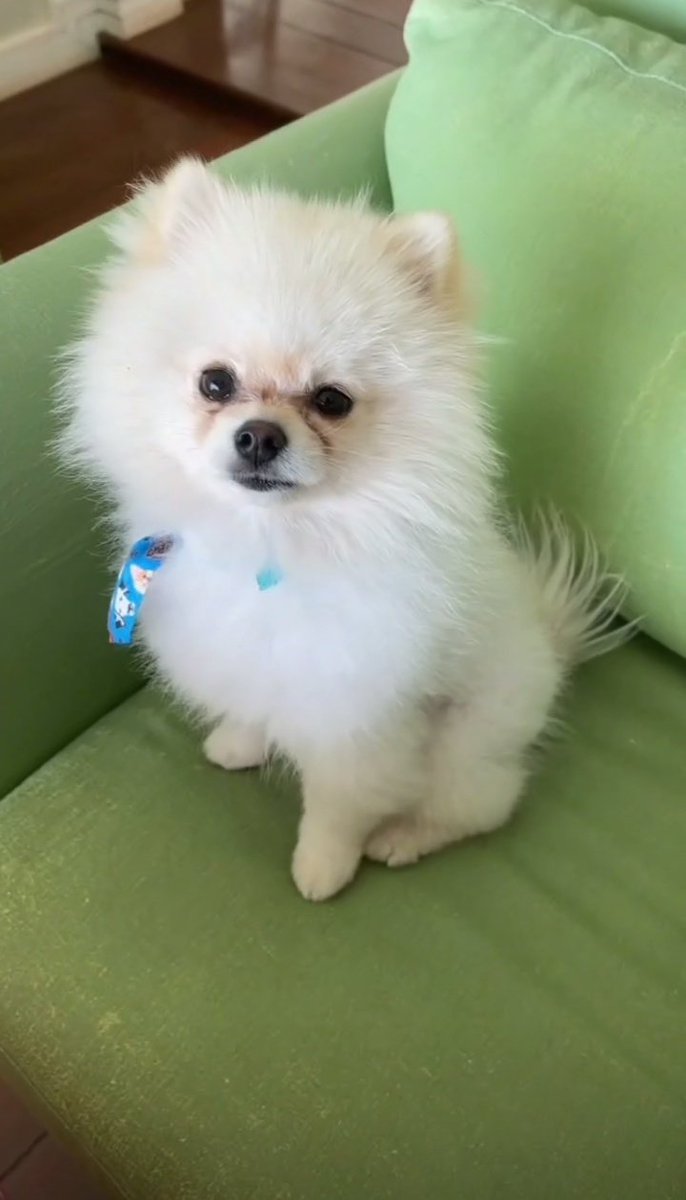 dogfranchesco's tweet photo. FRANCHESCO DANADINHO 😌😍

@marianicollyy @ttmanuziinha https://t.co/bpSGbeog6e