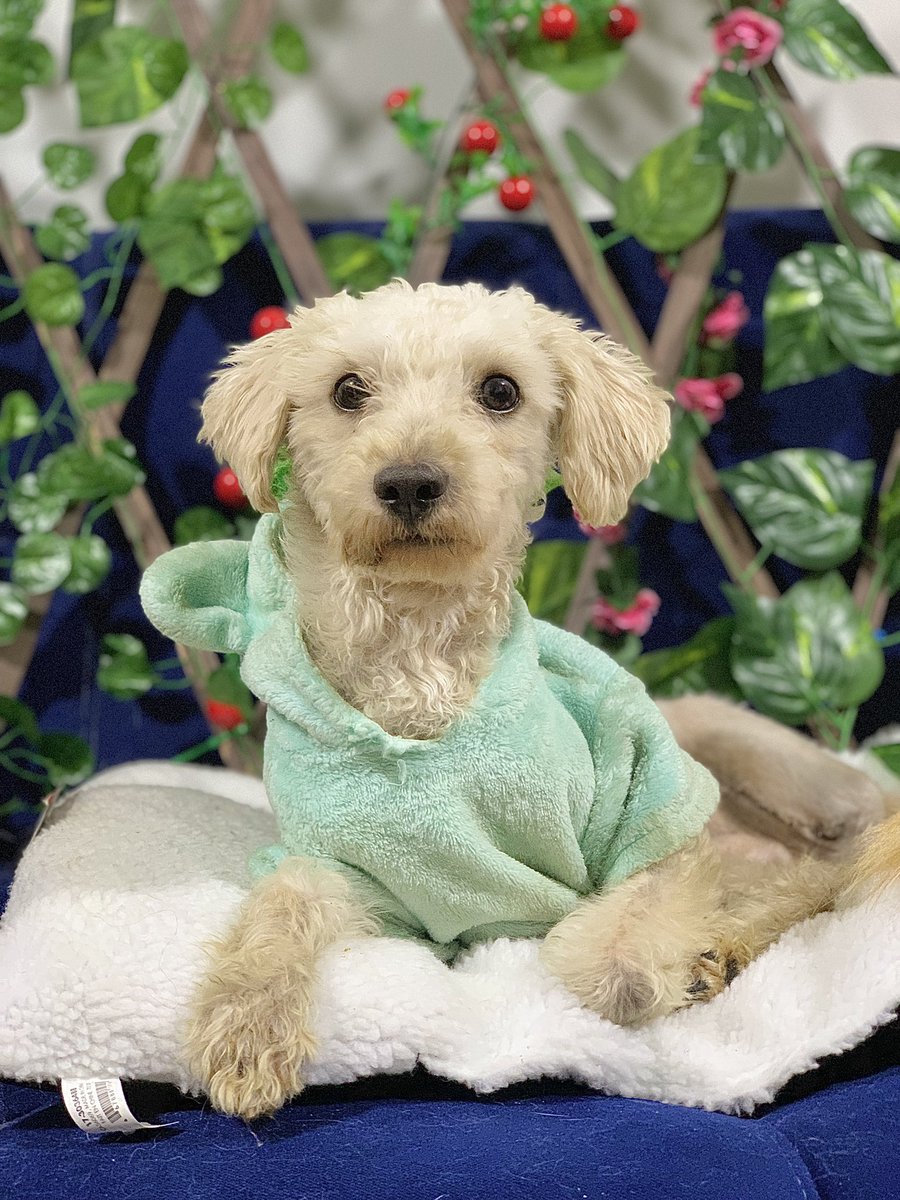ResEspeciales's tweet photo. RECORDATORIO; COQUITO SIGUE EN ADOPCIÓN 🥹

Lastimosamente no hemos encontrado la familia ideal para nuestro coquito hermoso 🥺
Este bebé tiene 3 paticas pero el corazón lleno de amor para dar ❤️‍🩹 https://t.co/AyPKUJO3Qr