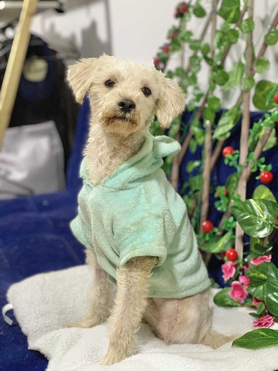 ResEspeciales's tweet photo. RECORDATORIO; COQUITO SIGUE EN ADOPCIÓN 🥹

Lastimosamente no hemos encontrado la familia ideal para nuestro coquito hermoso 🥺
Este bebé tiene 3 paticas pero el corazón lleno de amor para dar ❤️‍🩹 https://t.co/AyPKUJO3Qr