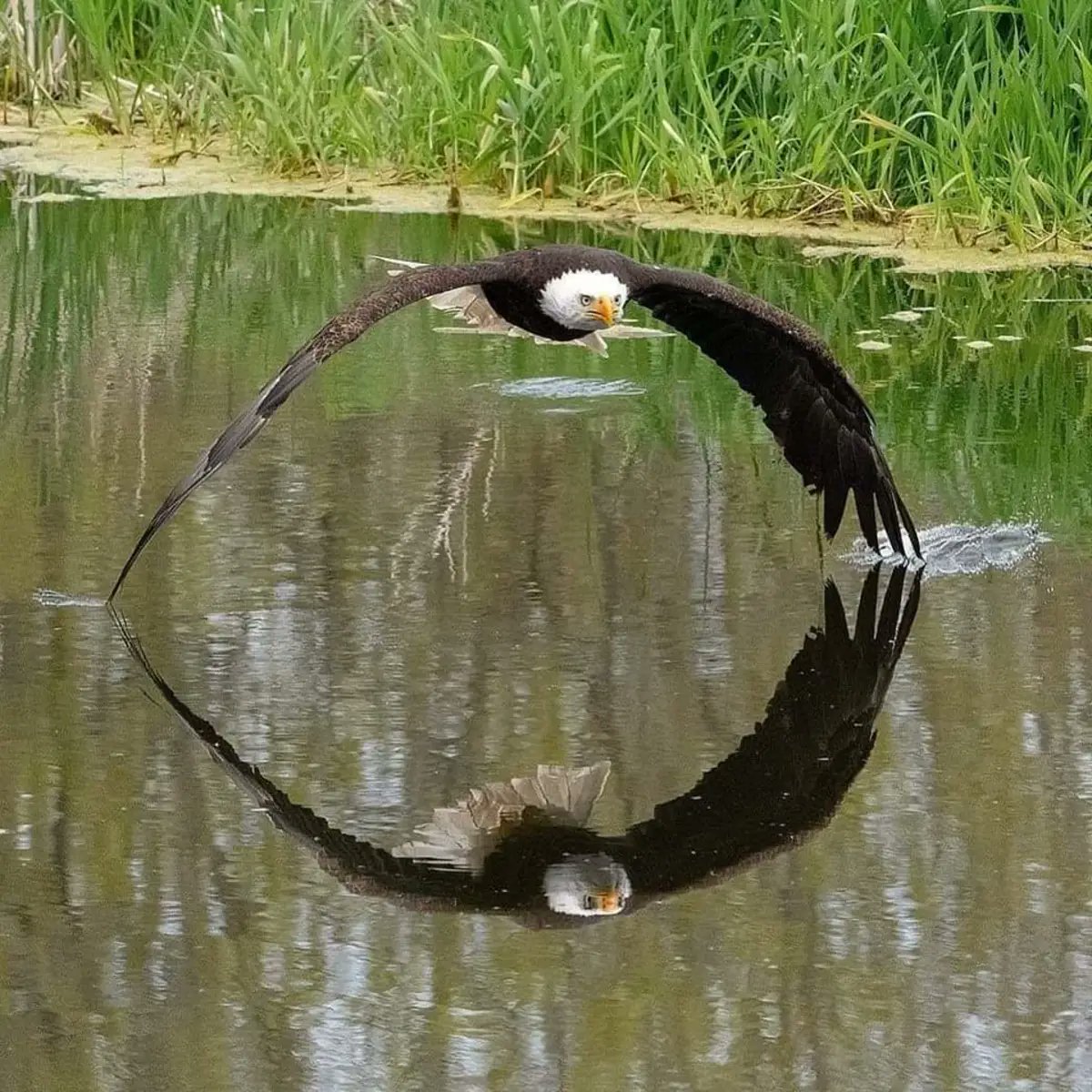 RincnCuriosoo's tweet photo. Increíble instantánea 🦅 https://t.co/IKQECfi2BG