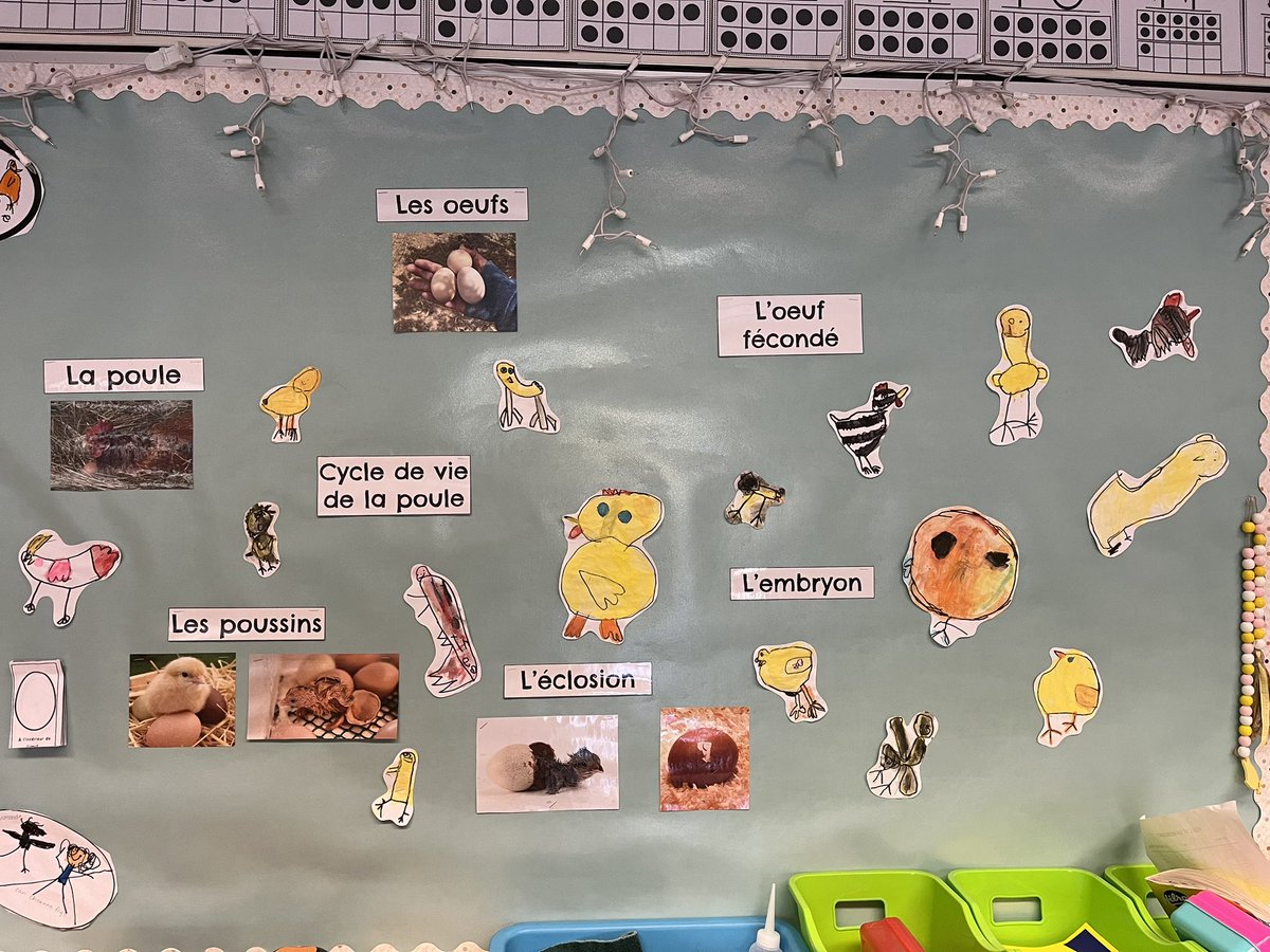 Nicole Banman tweet media