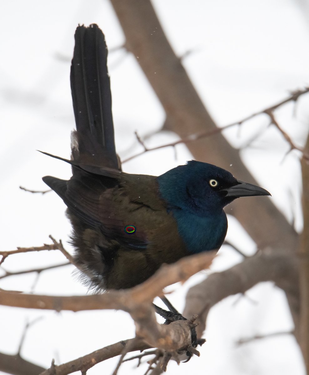 First Grackle of Spring looks none too pleased with this snowy, blustery day!  #birdphotography