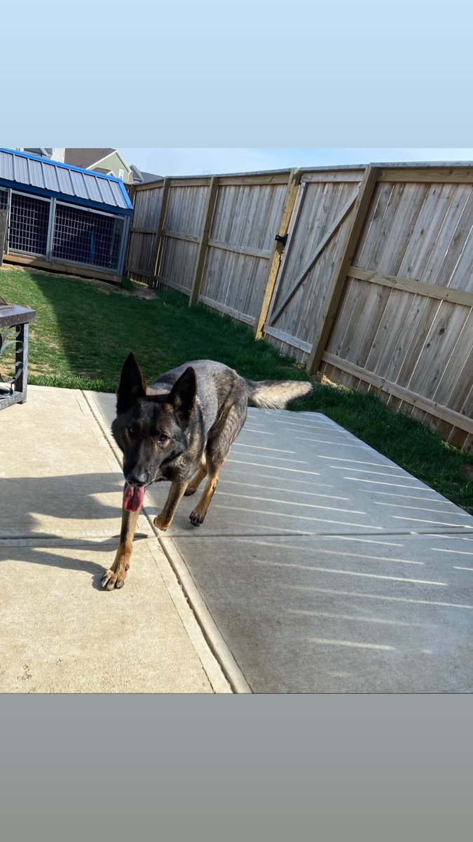 I may be biased, but #Justice is one handsome Czech shepherd/Malinois 😍
<a href="/StuBishop_LPD/">Sgt Stu 🇺🇸</a>